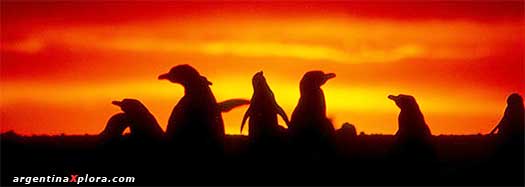 pinguinos-naturaleza