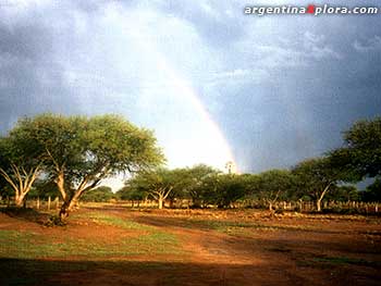 Bosque de caldenes en la Pampa