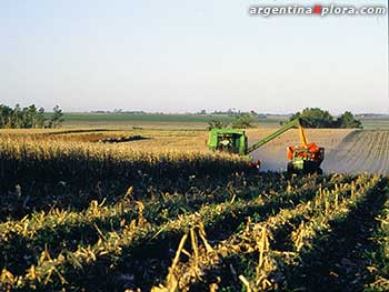 Cota y trilla de maíz en Entre Ríos