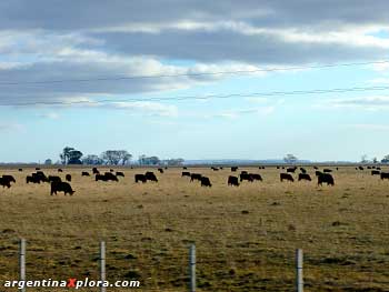 Campo en el sudeste de Buenos Aires