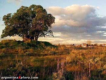 Ombú característico de la Pampa, el Jagüel