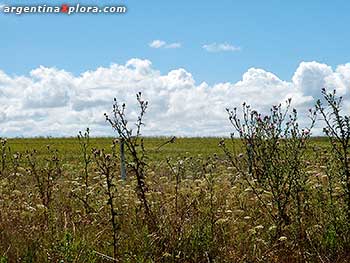 Pampa en Buenos Aires