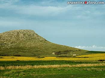 Cultivo de girasol en Sierra de Balcarce, Buenos Aires