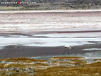 Flamenco en la laguna salada de la Puna