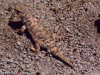 lagarto