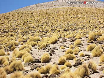 Pasto de la puna