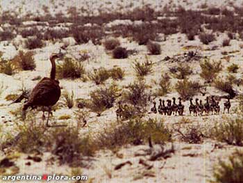 Suri con pichones en Antofagasta de la Sierra