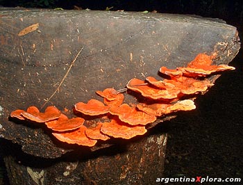 Hongos en un tronco en la selva