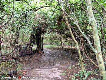 Selva en galería