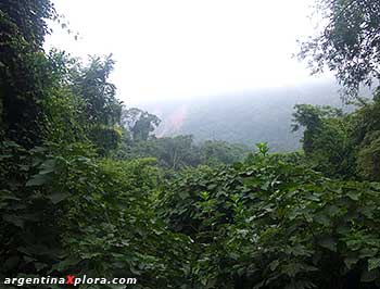 nuboselva yungas