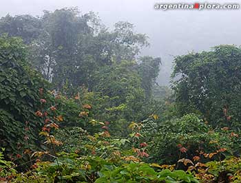 Selva de Yungas en Calilegua