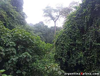 Bosque montano yungas