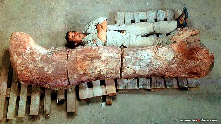 fósiles del dinosaurio más grande del mundo en Chubut