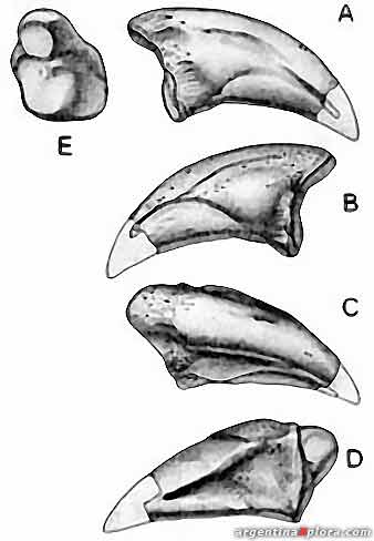 Garras de abelisaurio encontradas en Río Negro