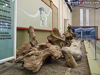 huesos Museo Carmen Funes