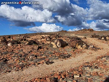 Camino entre el bosque petrificado