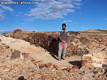 paleontologo en bosque petrificado jaramillo