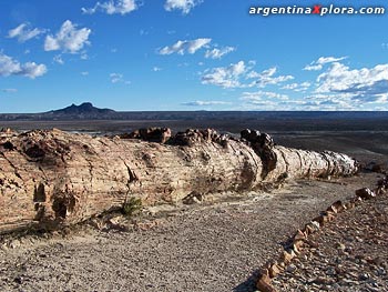 Santa Cruz: Araucarias fósiles relacionadas a la araucaria bidwilli (australiana) o pino bunja. Araucariáceas UNICAMENTE en la cordillera patagónica, Australia y Nueva Guinea.