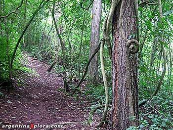 Sendero Calilegua