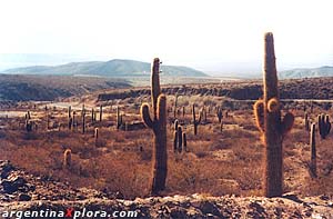 Parque Nacional Los Cardones