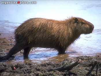 Capivara