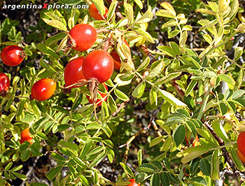 Rosa Mosqueta - especie exótica invasora