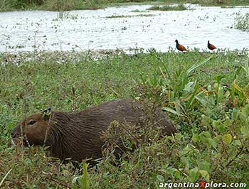 Carpincho - Capivara