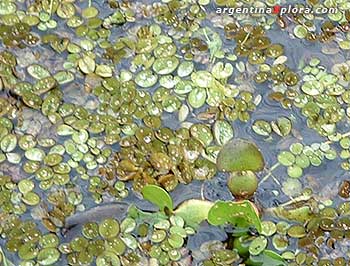 lentejitas de agua