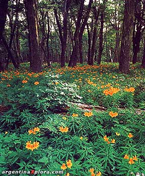 Bosque de coihues y flores de amancay