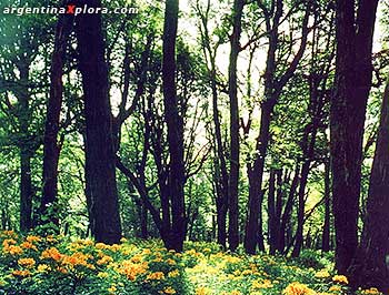 Bosque de coihues y amancay