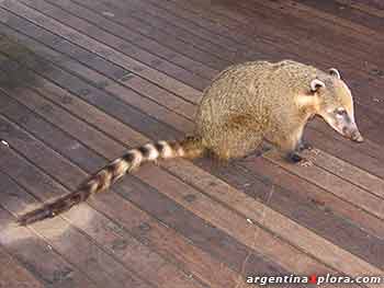 Coatí, companía en el paseo