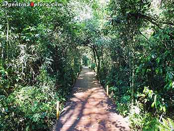 Pasarela a traves de la selva paranaense