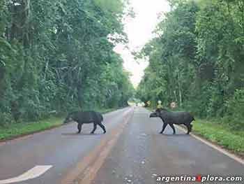 Tapires en la ruta