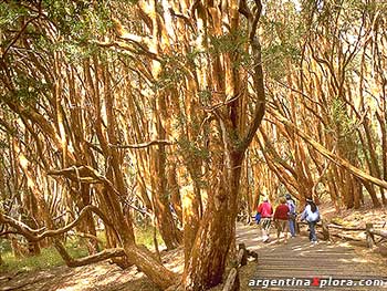 Bosque Arrayanes