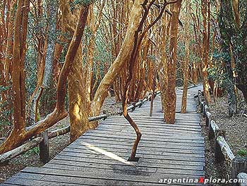 Pasarela Parque Arrayanes