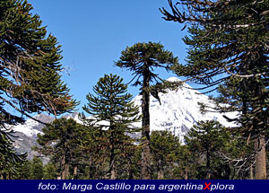 Pehuenes en el Parque Nacional Lanin Neuquen