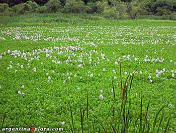 camalotes en flor