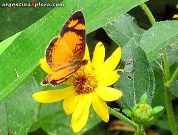 Mariposa Juno oscura