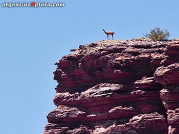 Guanaco en la cornisa