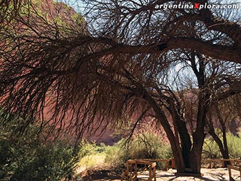 Vegetación en el cañón