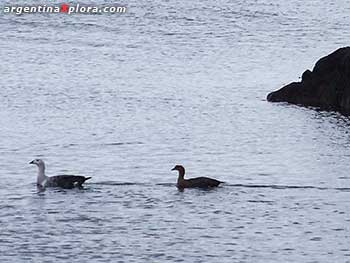 Cauquenes en el Parque Tierra del Fuego