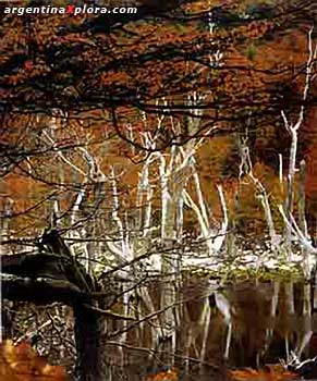 Bosque de lengas en otoño en el Paeque Nacional Tierra del Fuego