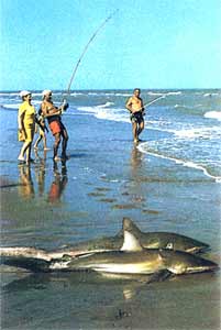 dos tiburones pescados en la playa de Mar del Plata