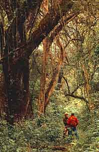 Caminata por el bosque