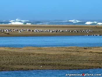 carpas en la playa de Mar de las Pampas