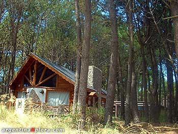 Casas en el bosque