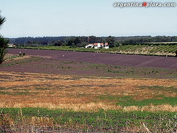 Puestos de venta de verdura