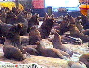 Reserva de lobos marinos de un pelo dentro del Puerto de Mar del Plata