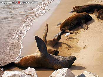 Reserva de lobos marinos de un pelo