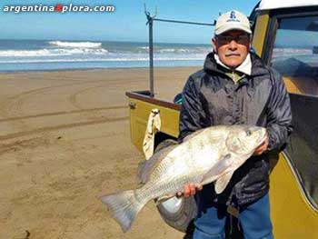 Corvina negra